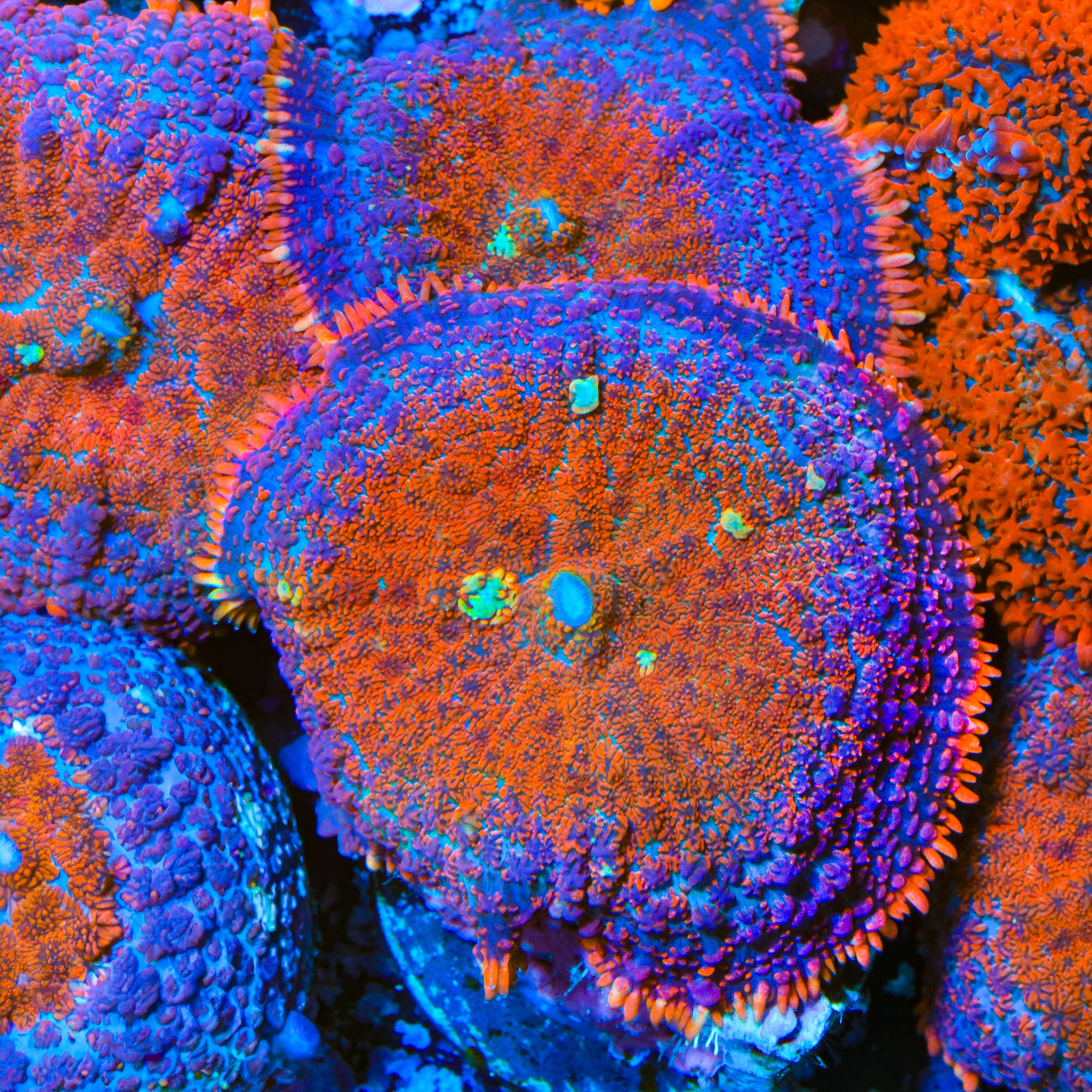 TSA Apollo Mushroom Coral