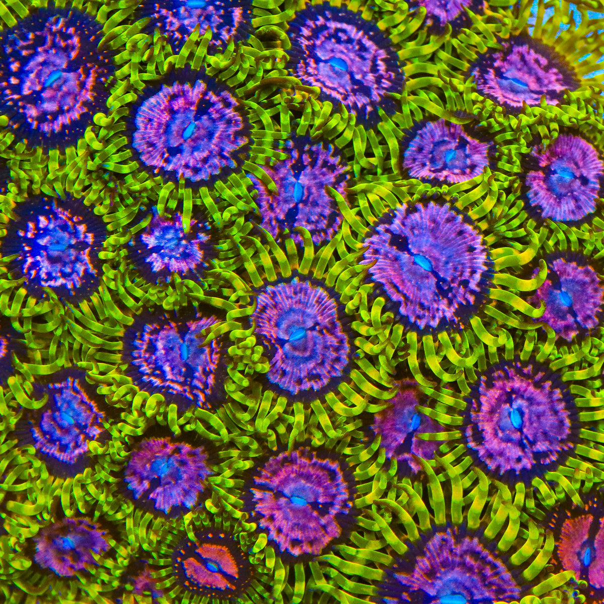 Purple Monster Zoanthids Coral – Top Shelf Aquatics