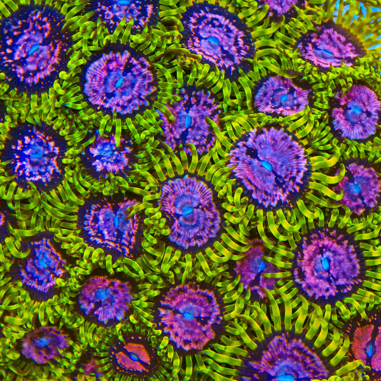 Purple Monster Zoanthids Coral