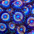 Petroglyph Zoanthids Coral