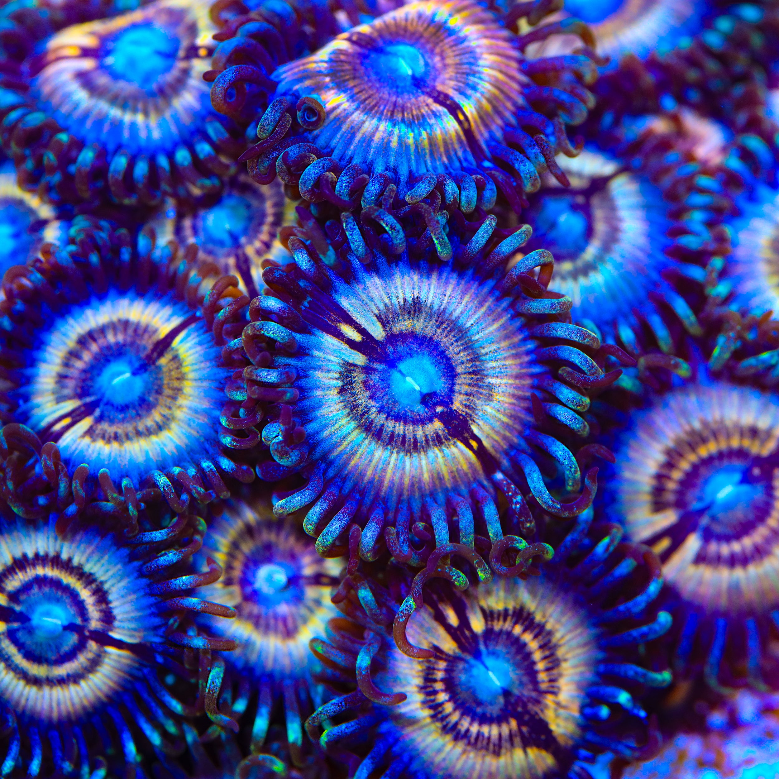 Petroglyph Zoanthids Coral