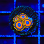 Jungle Juice Zoanthids Coral