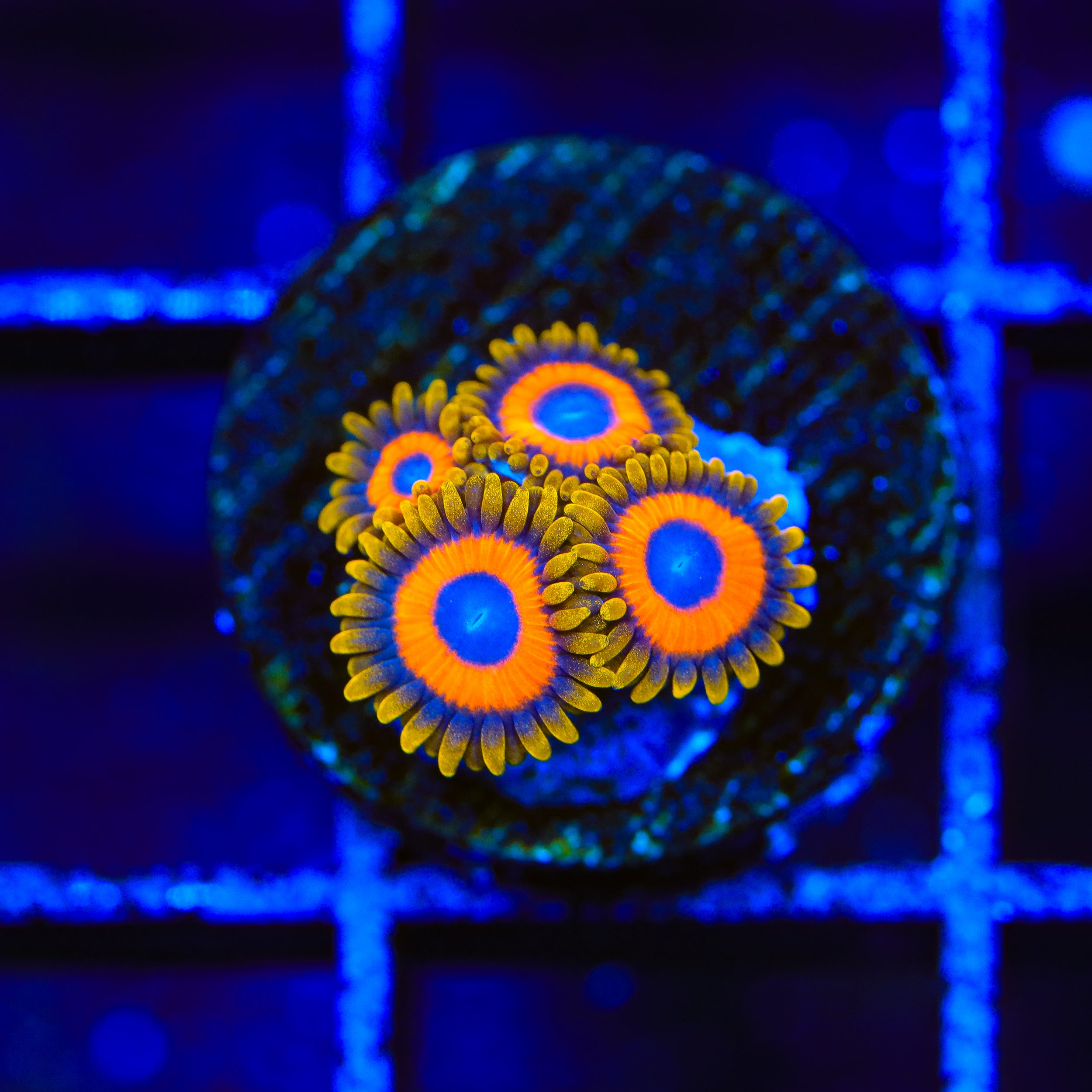 Jungle Juice Zoanthids Coral