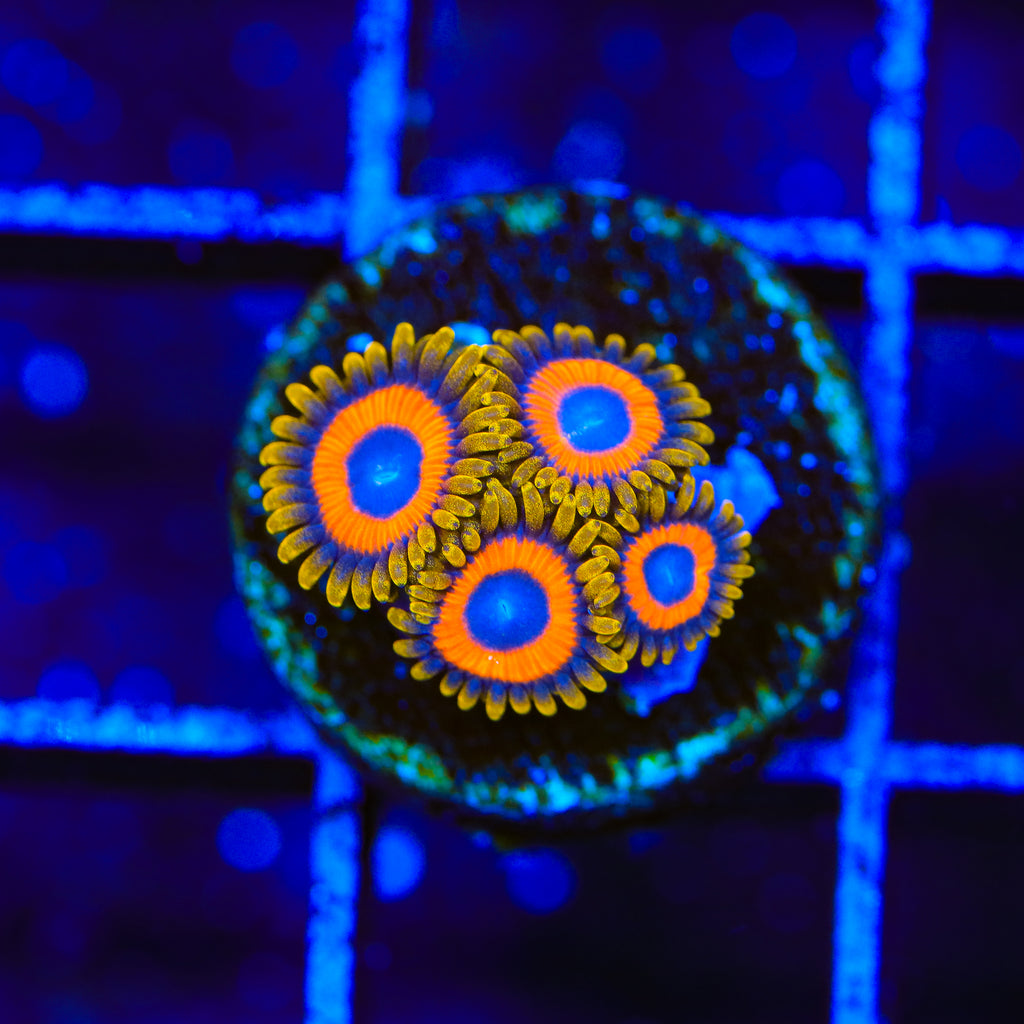 Jungle Juice Zoanthids Coral
