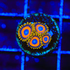 Jungle Juice Zoanthids Coral