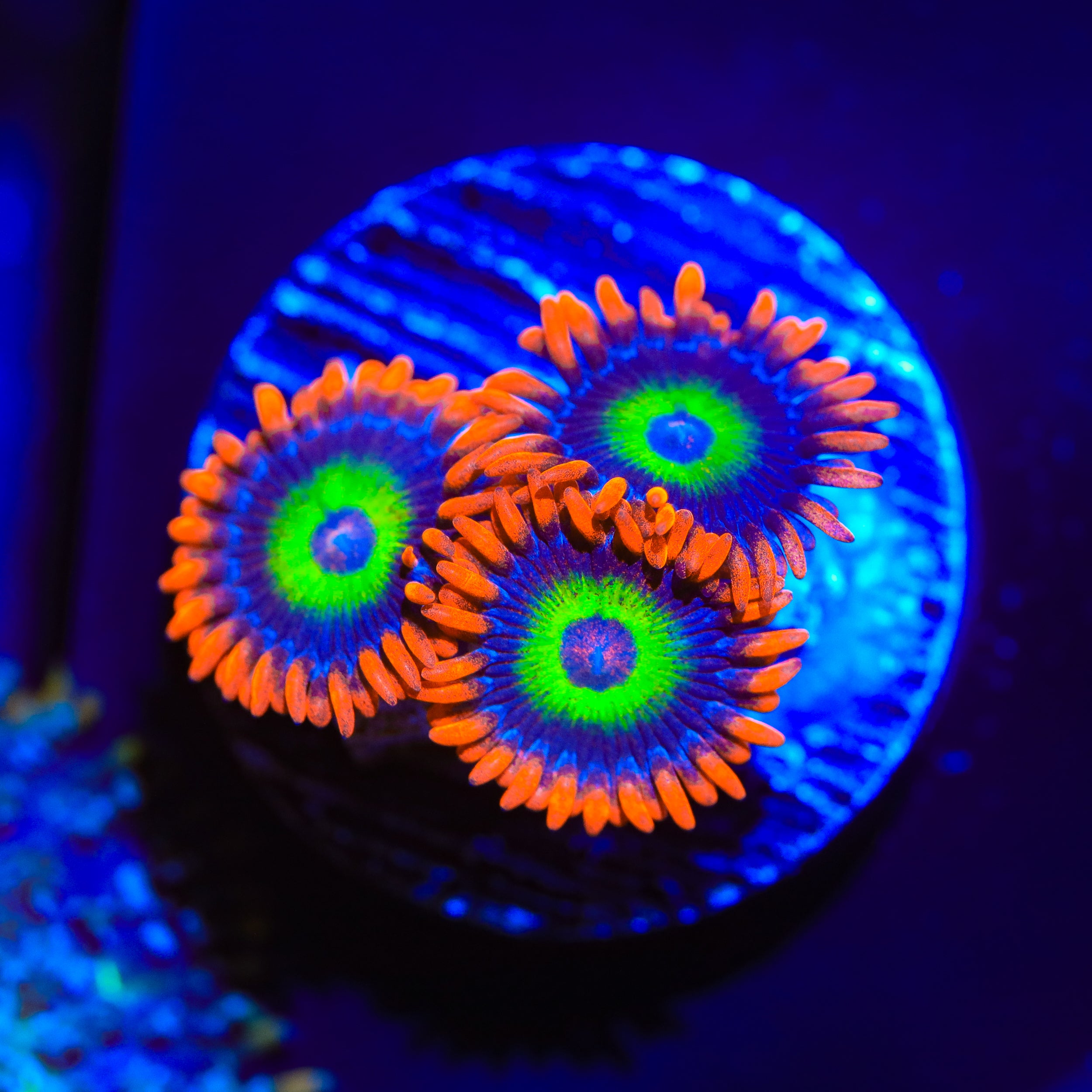 JF Las Vegas Strip Zoanthids Coral