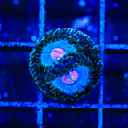Miami Vice Zoanthids Coral