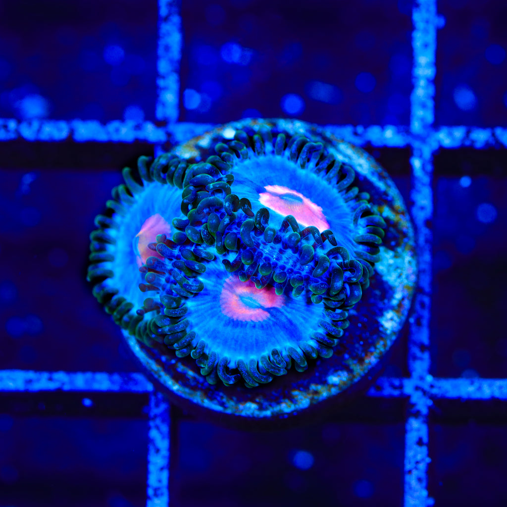 Miami Vice Zoanthids Coral