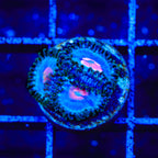 Miami Vice Zoanthids Coral
