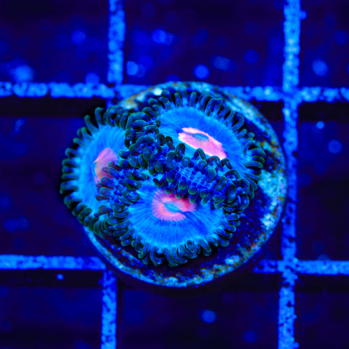 Miami Vice Zoanthids Coral