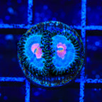 Miami Vice Zoanthids Coral