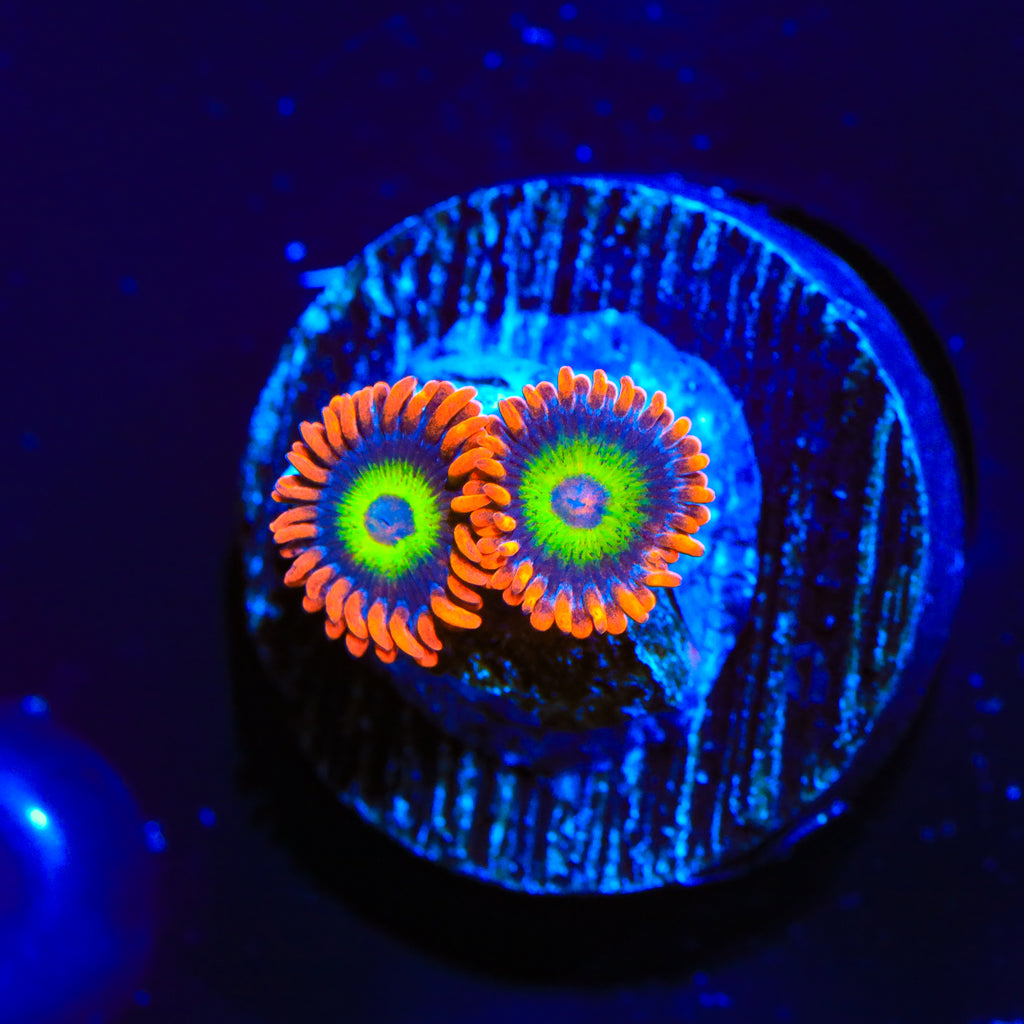 JF Las Vegas Strip Zoanthids Coral