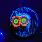 JF Las Vegas Strip Zoanthids Coral