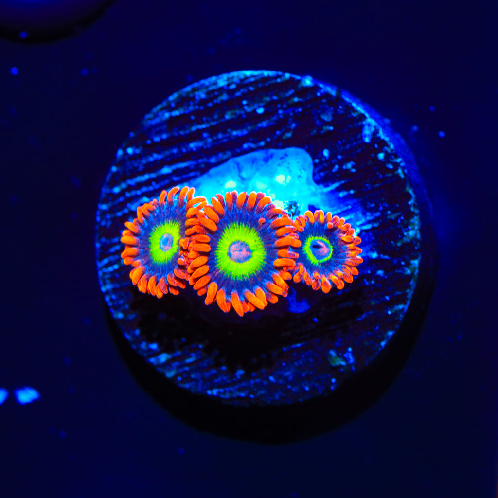 JF Las Vegas Strip Zoanthids Coral