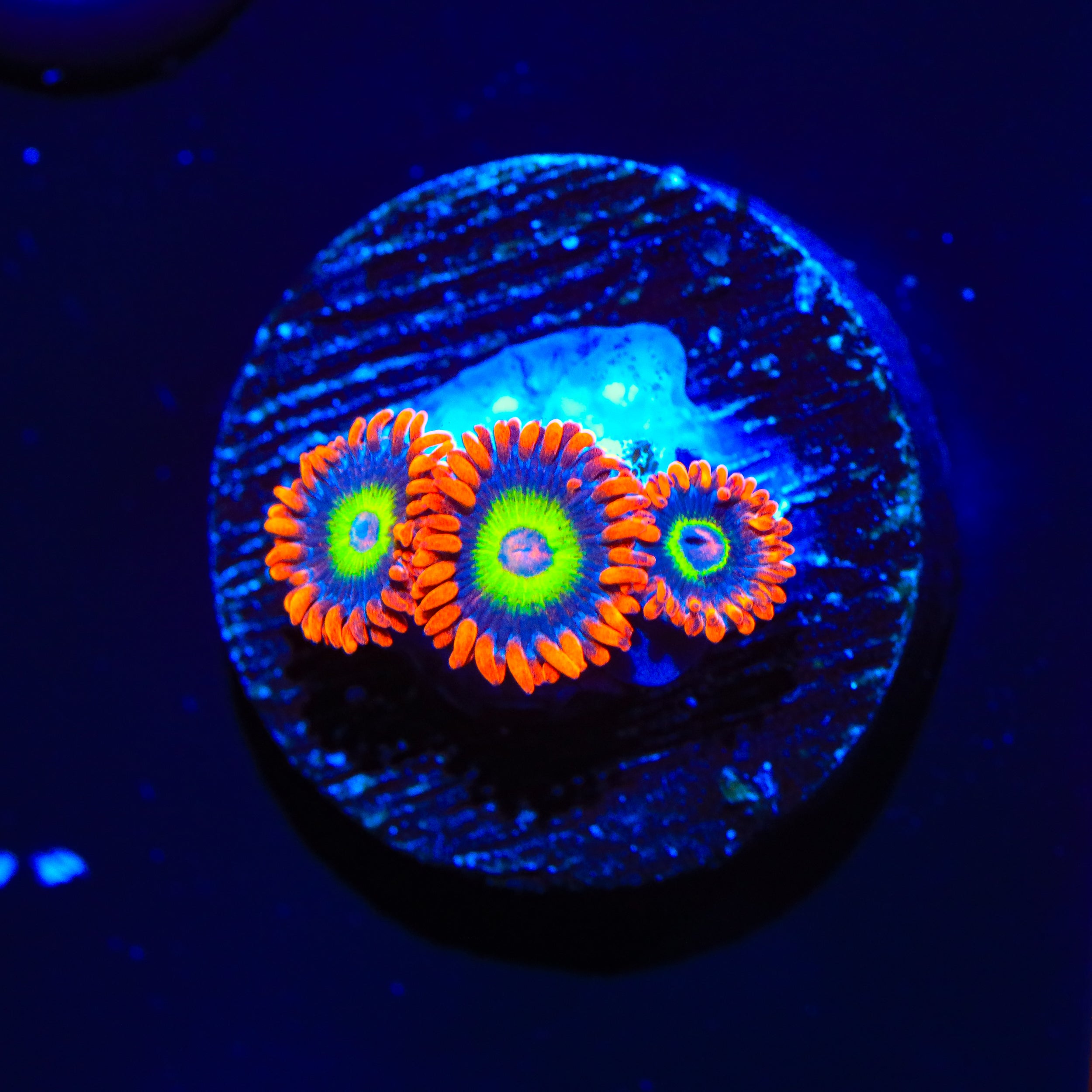 JF Las Vegas Strip Zoanthids Coral