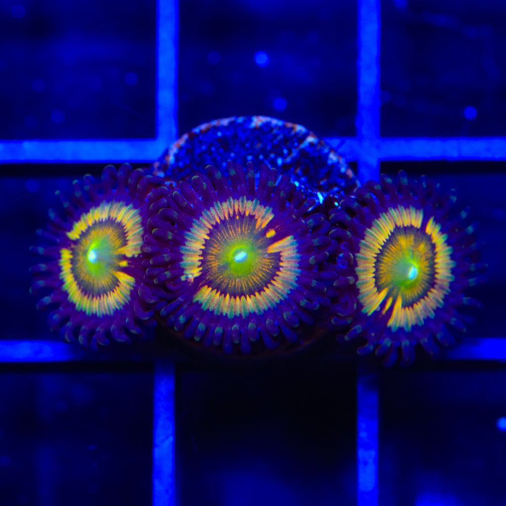 TSA Citrus Cooler Zoanthids Coral