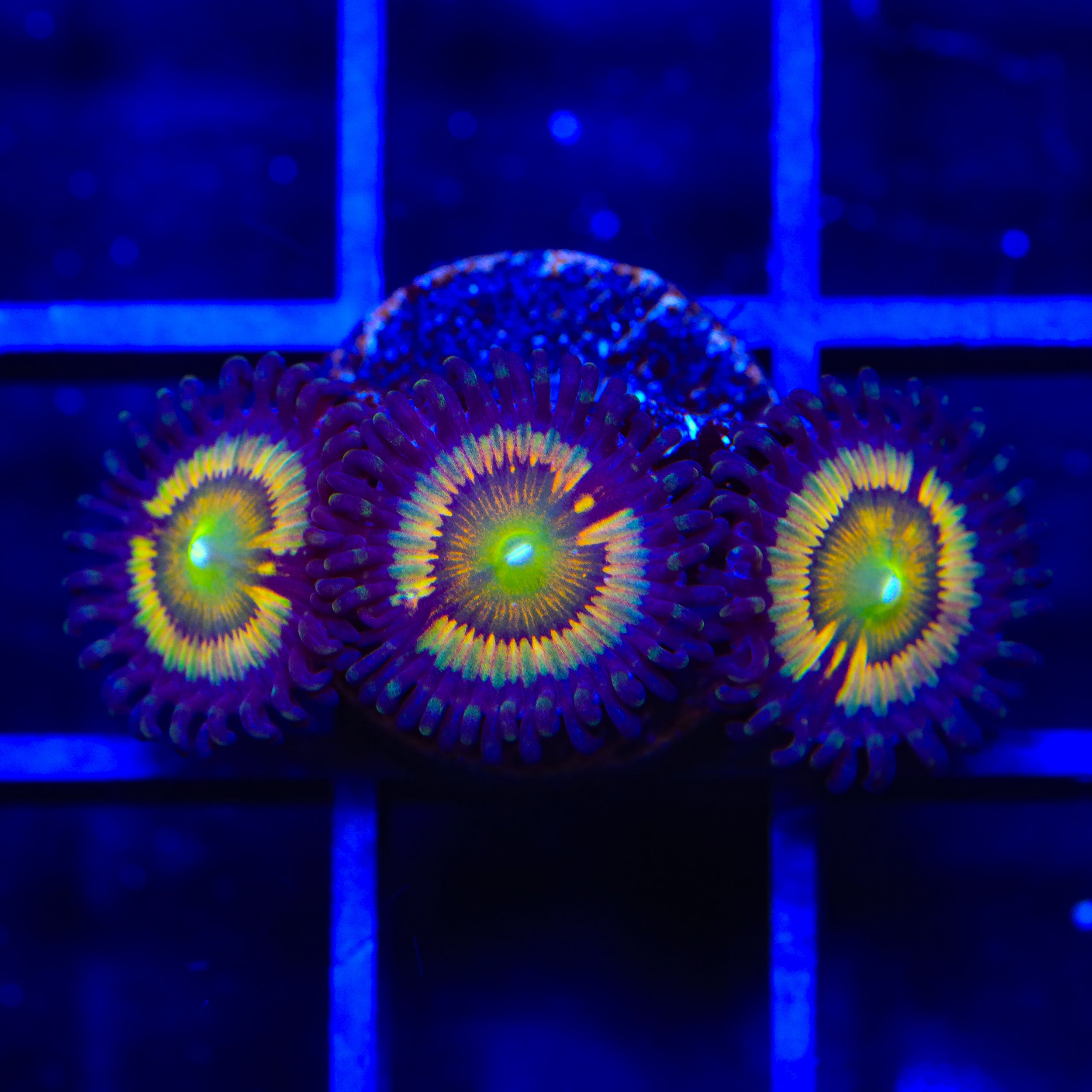 TSA Citrus Cooler Zoanthids Coral