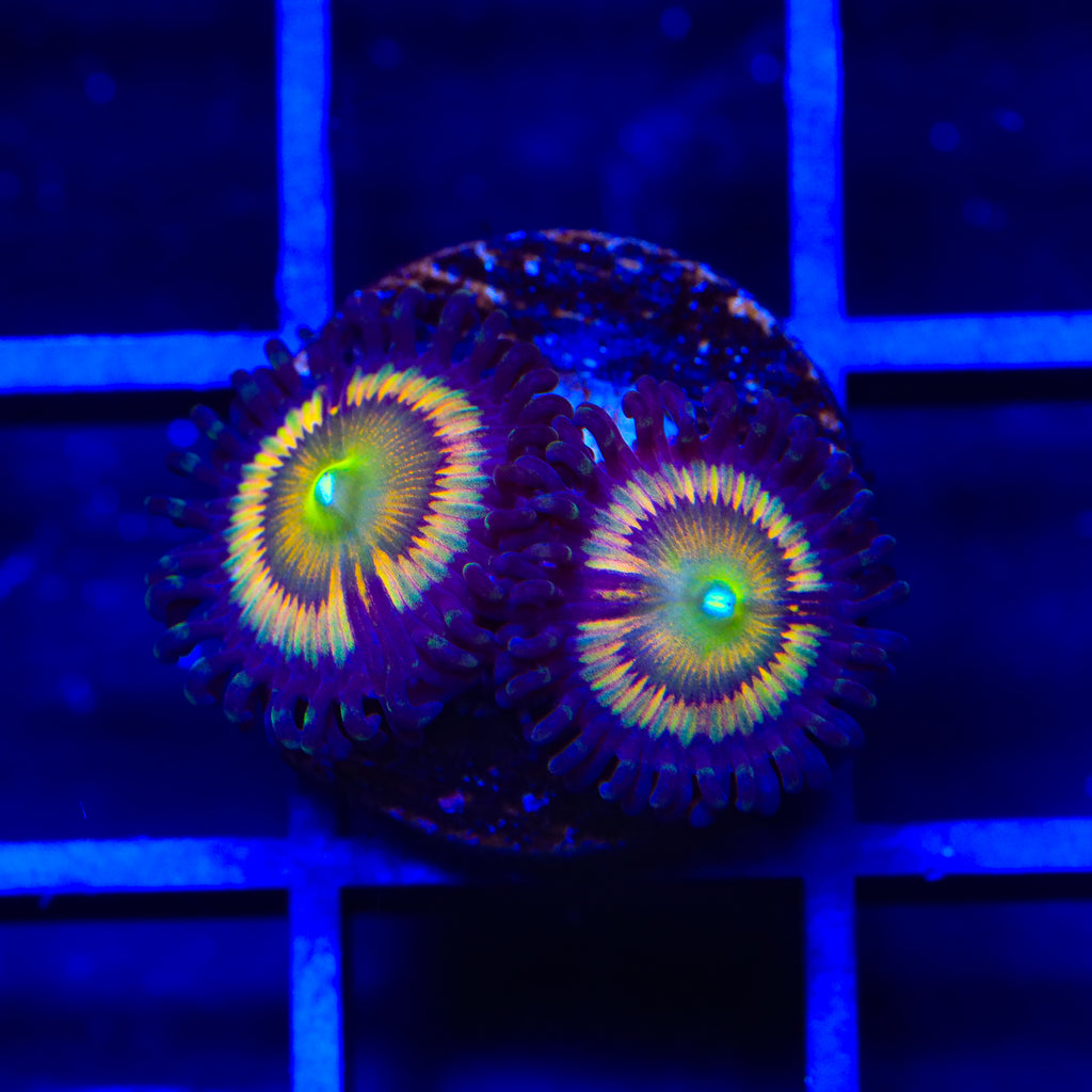 TSA Citrus Cooler Zoanthids Coral