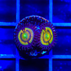TSA Citrus Cooler Zoanthids Coral