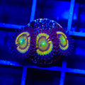 TSA Citrus Cooler Zoanthids Coral