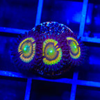 TSA Citrus Cooler Zoanthids Coral