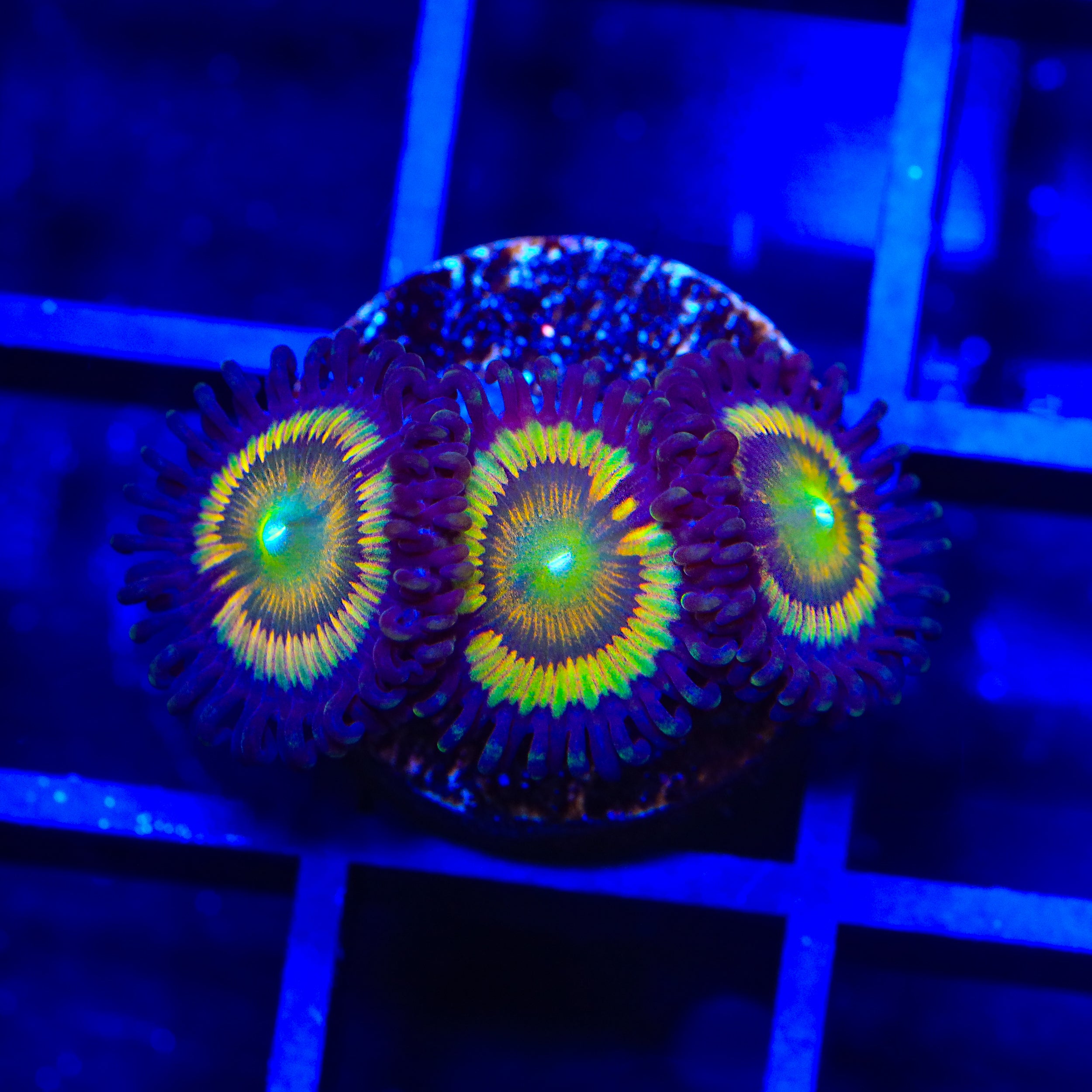 TSA Citrus Cooler Zoanthids Coral