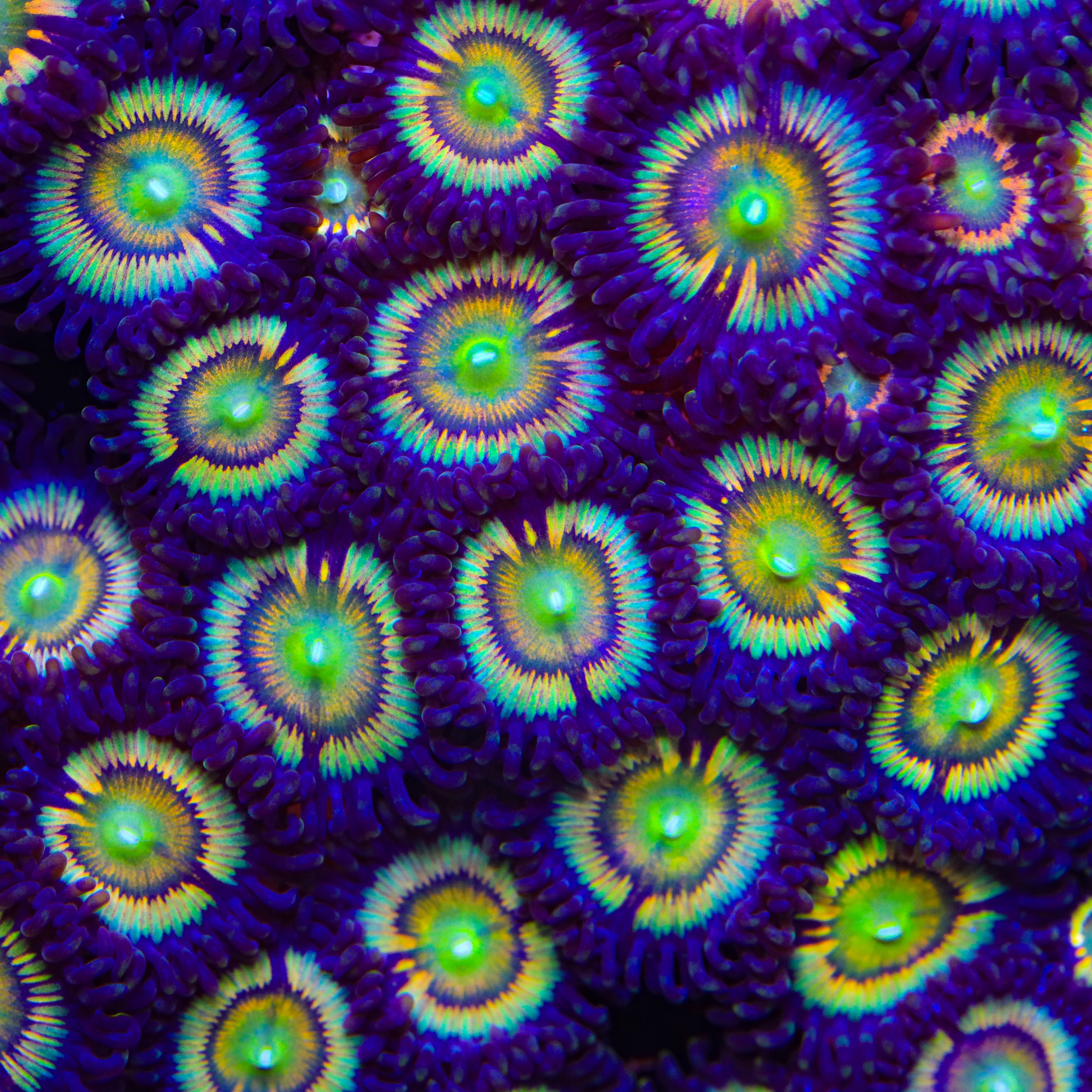 TSA Citrus Cooler Zoanthids Coral