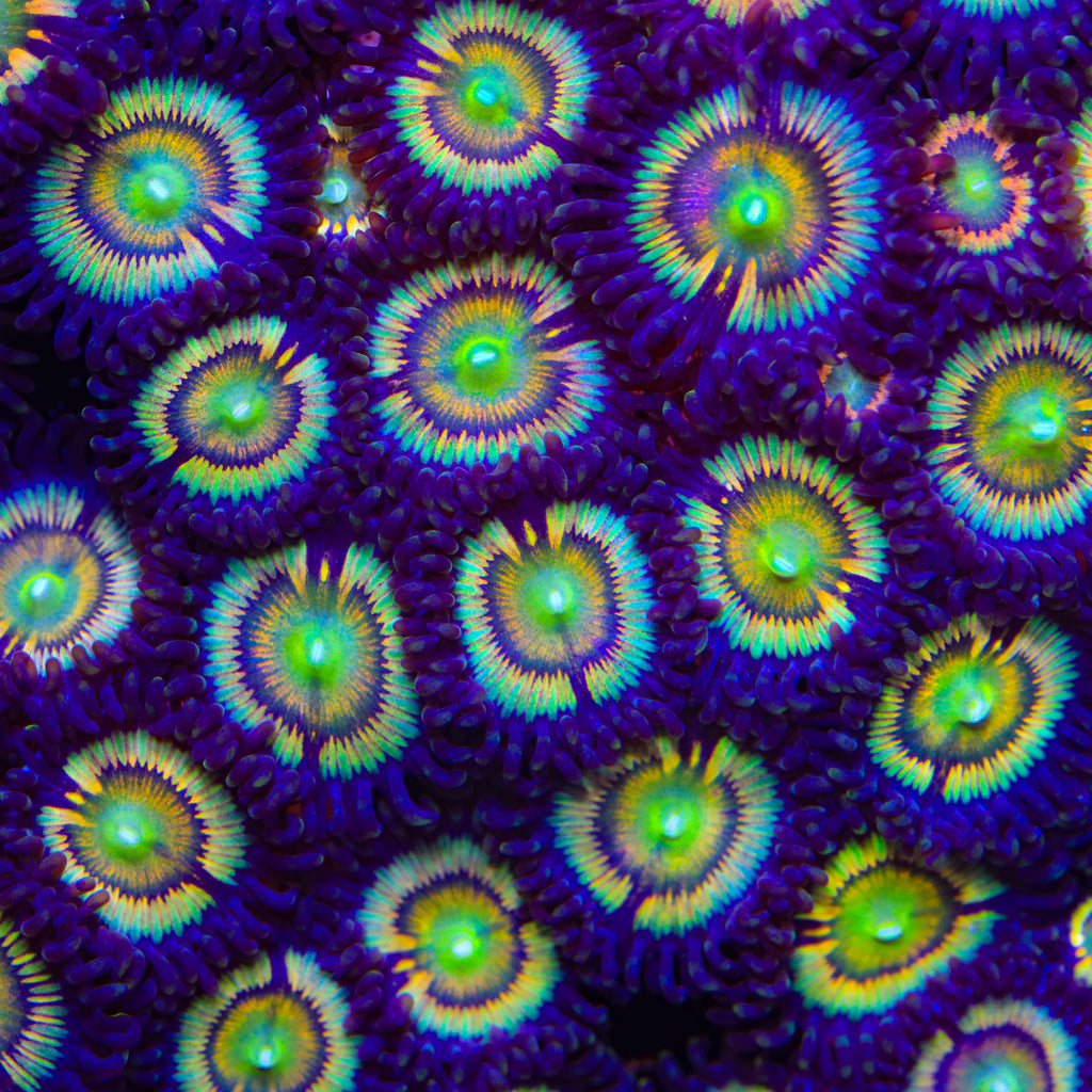 TSA Citrus Cooler Zoanthids Coral
