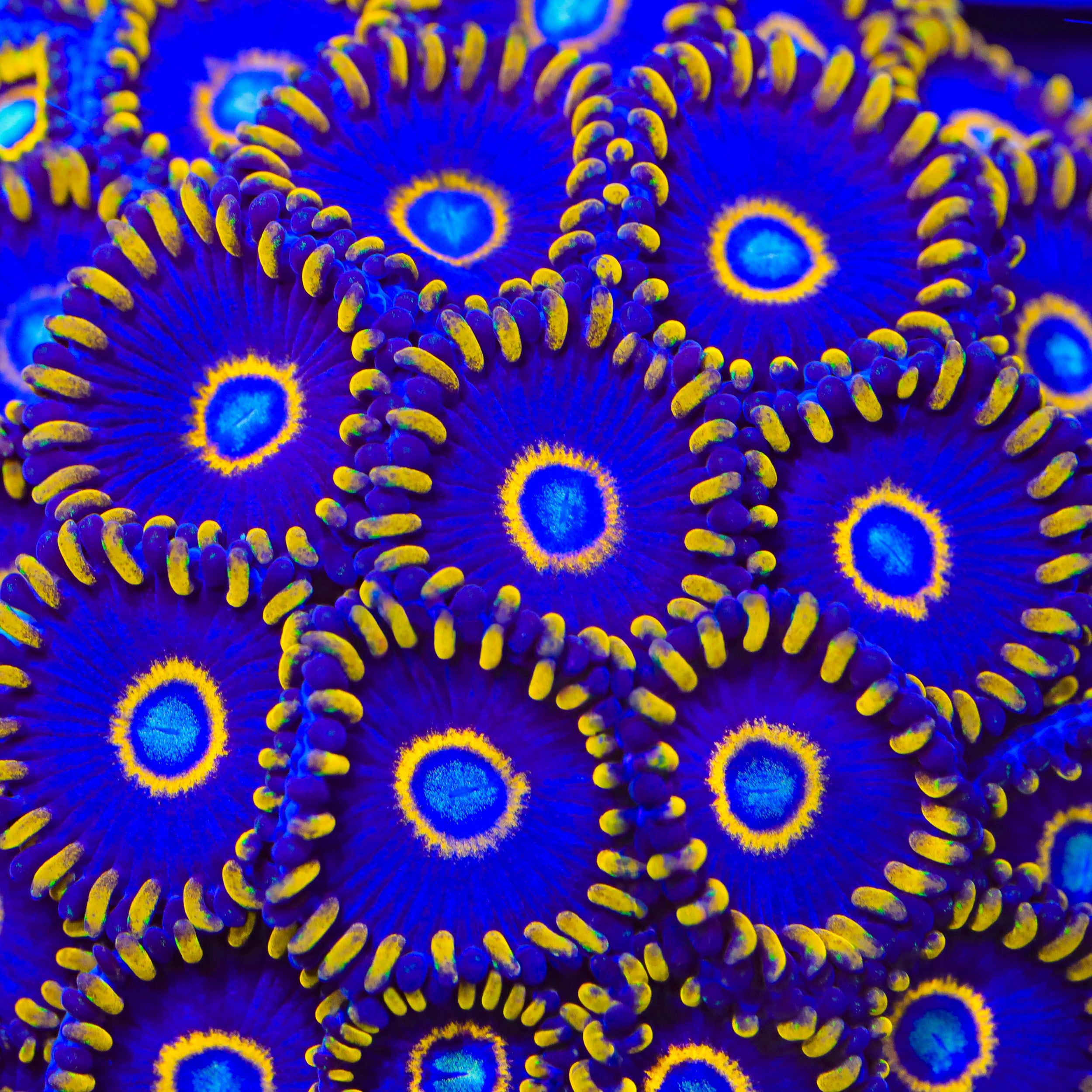 Blue Hornet Zoanthids Coral