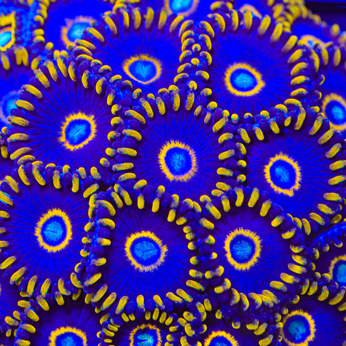 Blue Hornet Zoanthids Coral
