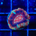 TSA Cinnamon Deepwater Acan Coral