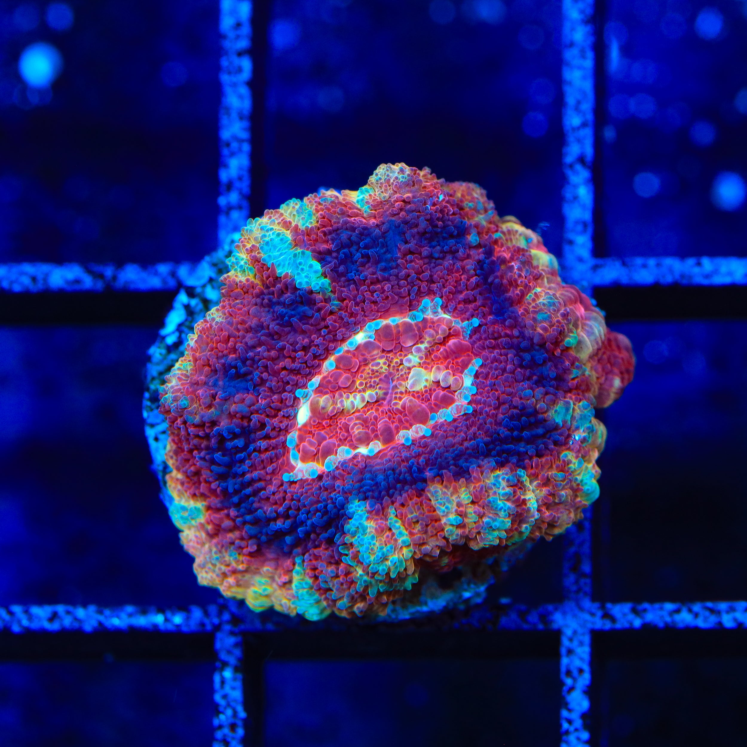 TSA Cinnamon Deepwater Acan Coral