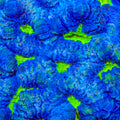 TSA Blueberry Haze Favia Coral