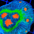 TSA Cosmic Melon Chalice Coral