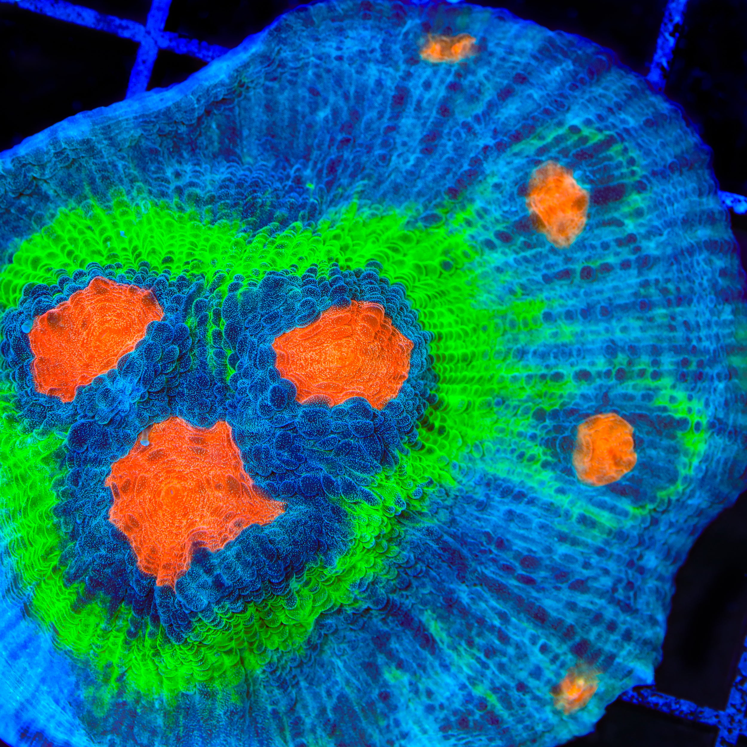 TSA Cosmic Melon Chalice Coral
