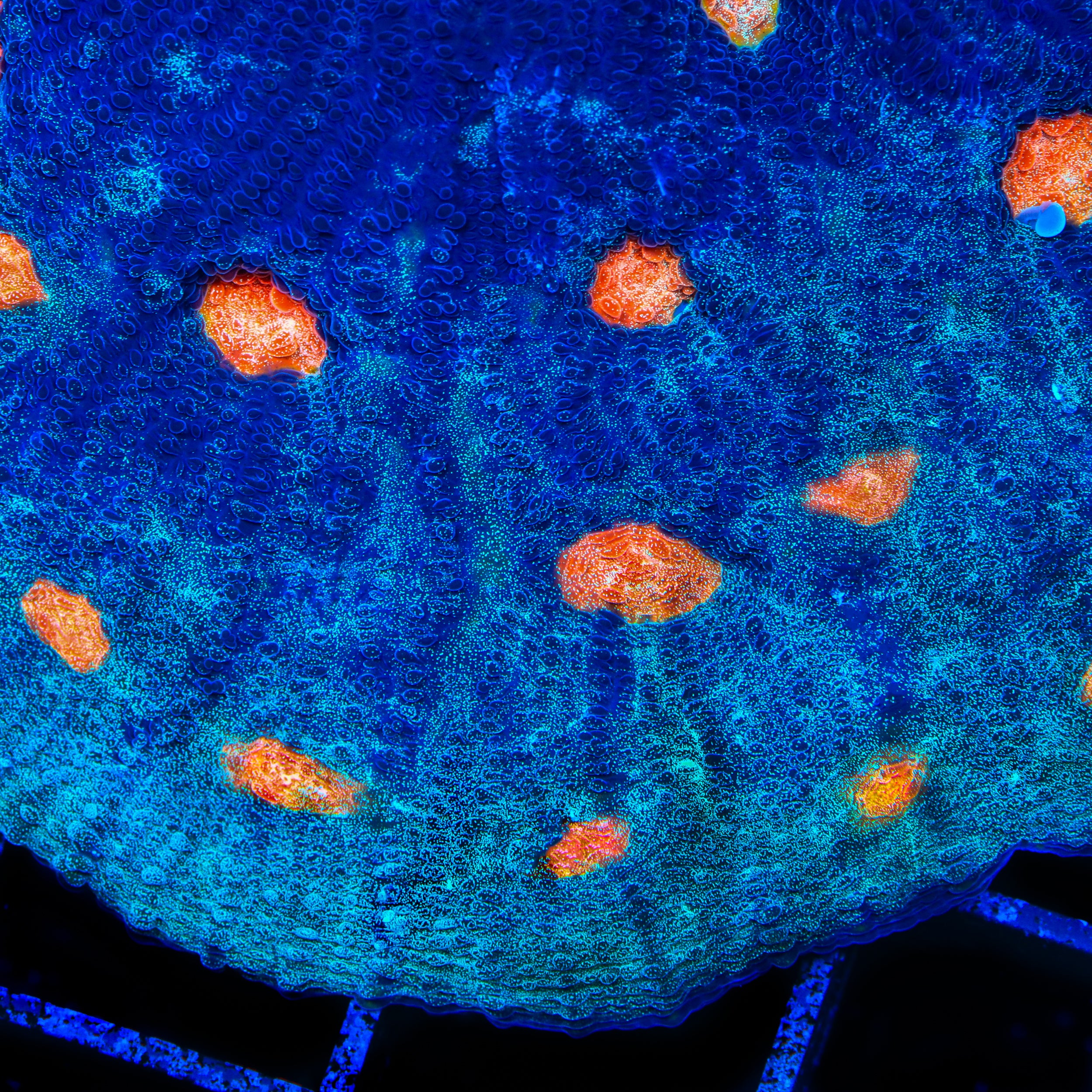 TSA Lava Pit Chalice Coral