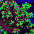 TSA Flame Tip Microclados Acropora Coral