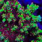 TSA Flame Tip Microclados Acropora Coral