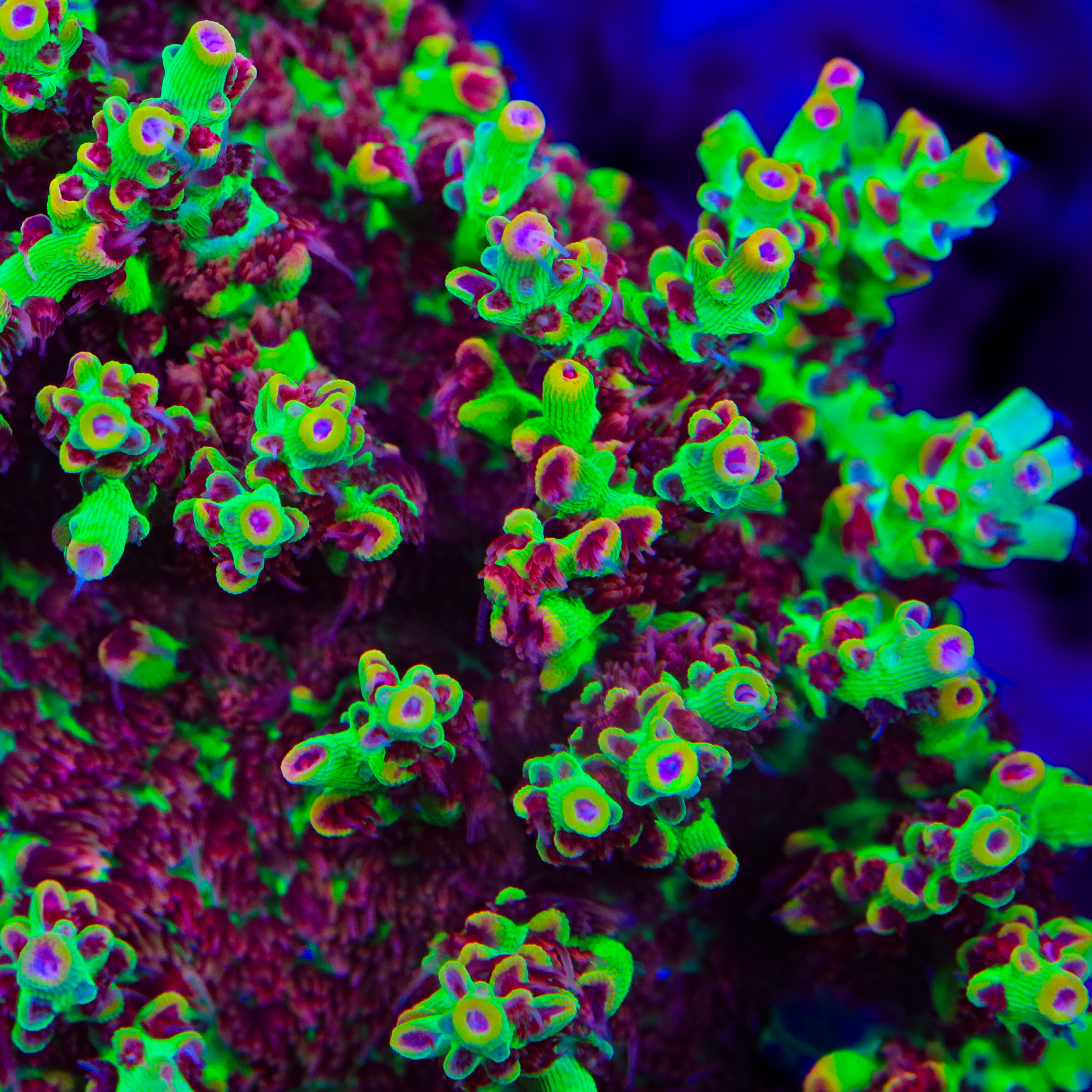 TSA Flame Tip Microclados Acropora Coral