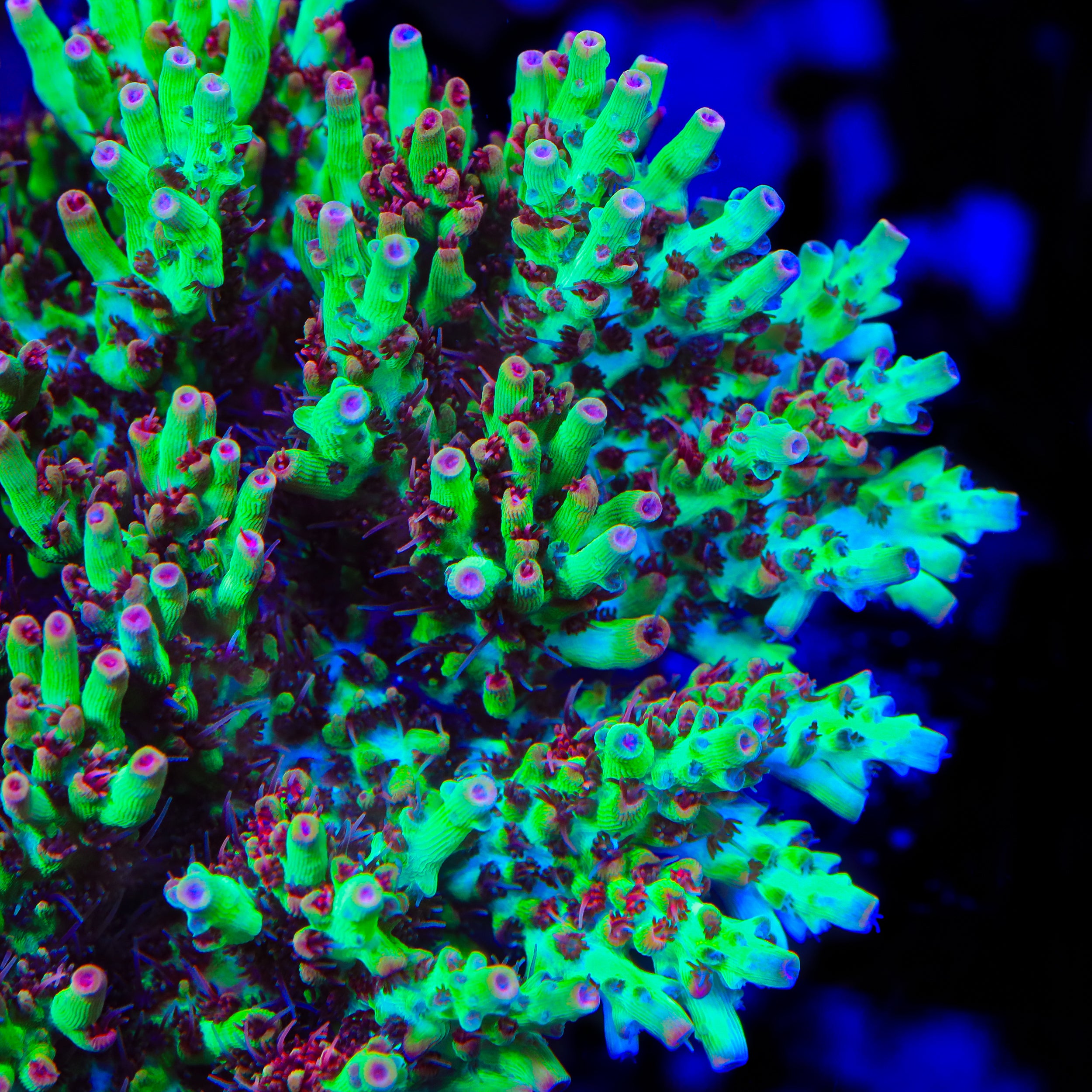 TSA Strawberry Shortcake Acropora Coral