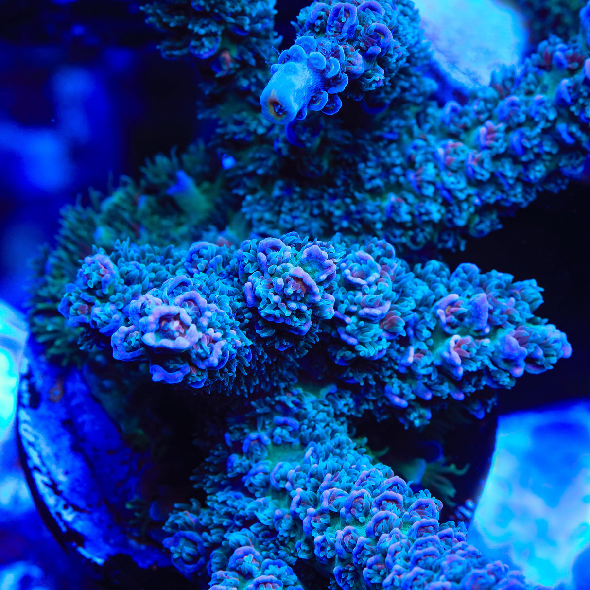 TSA Silver Surfer Tenuis Acropora Coral