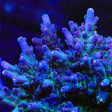 TSA Count Dracula Acropora Coral