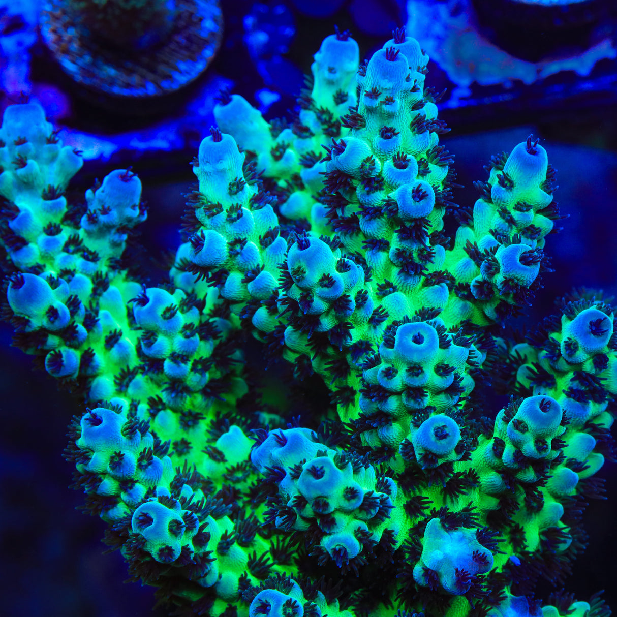 WWC Cookie Monster Acropora Coral