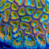 ACI Drunken Monkey Favia Coral