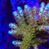 RR Olympus Acropora Coral