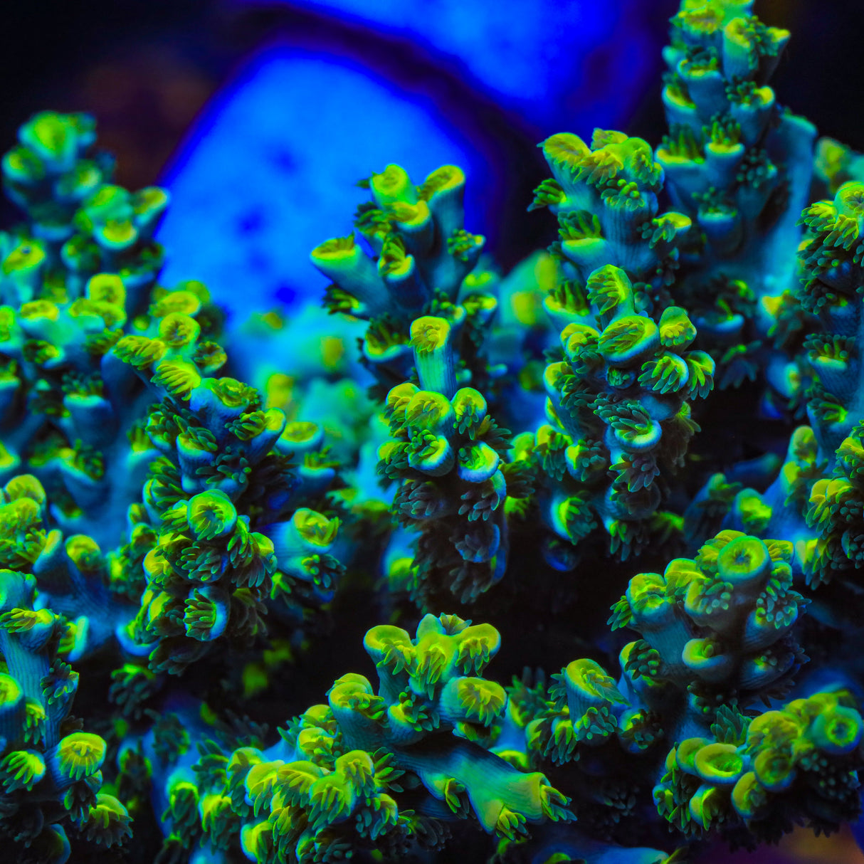 TSA Crazy Eight Speciosa Acropora Coral