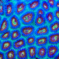 TSA Red Hornet Favia Coral