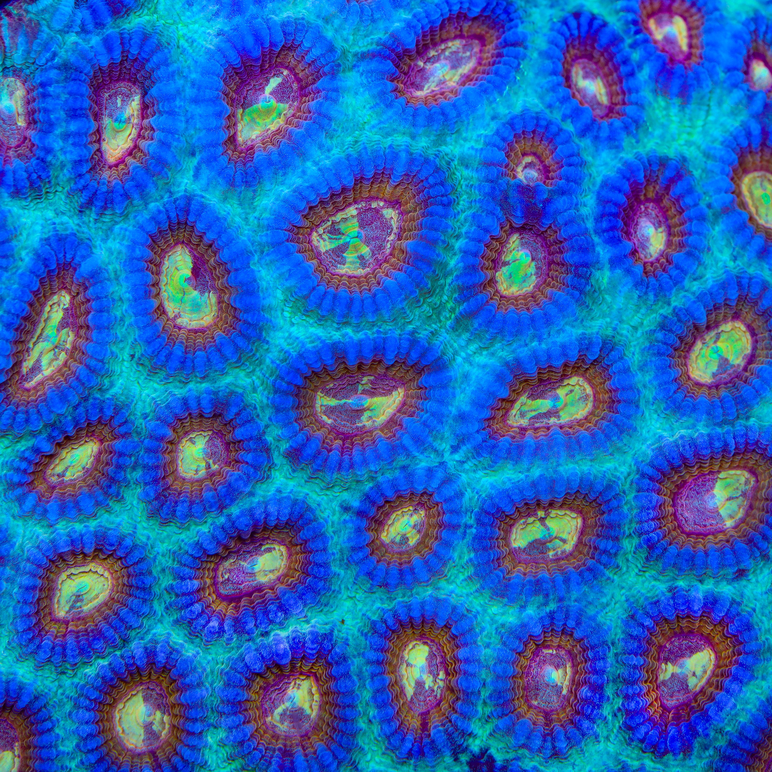 TSA Red Hornet Favia Coral