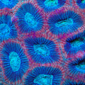 TSA Glitter Maze Favia Coral