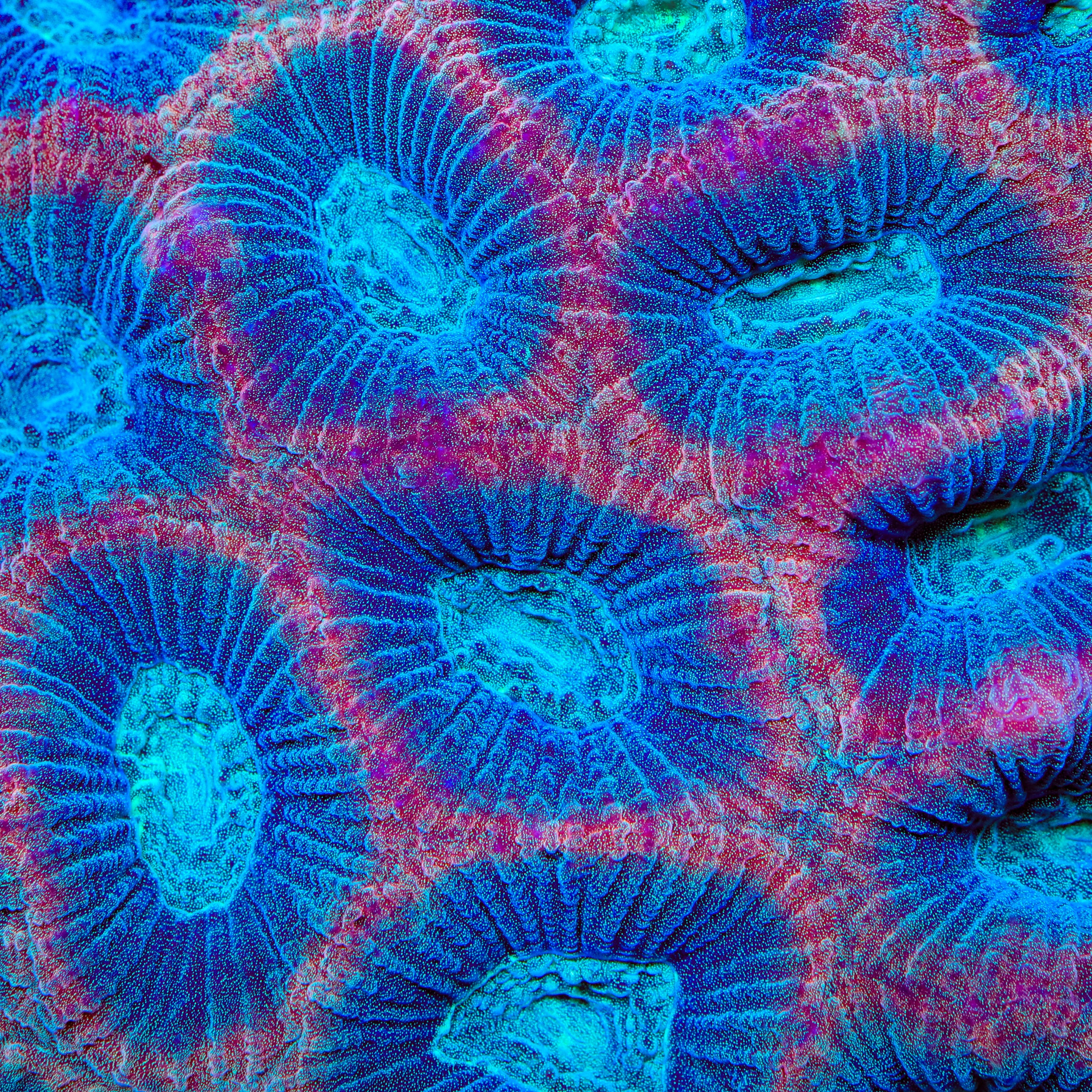 TSA Glitter Maze Favia Coral
